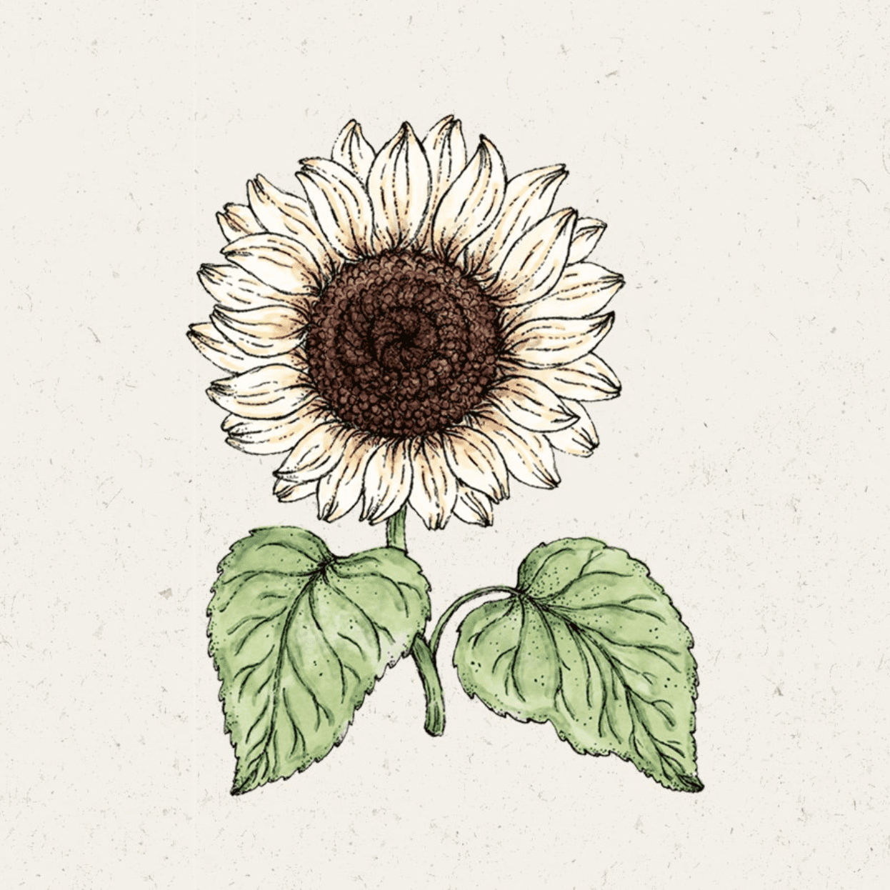 Jora Dahl, Helianthus Debilis, Sonnenblume, Blumensamen monochrome-home Buxtehude