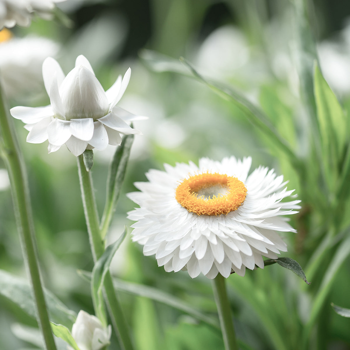 Jora Dahl Blumensamen