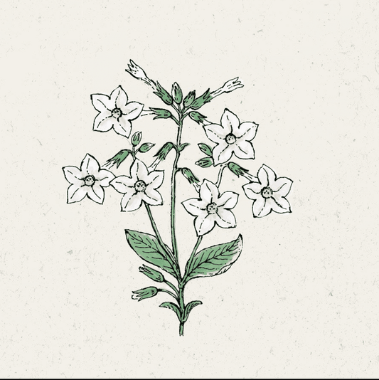 Jora Dahl, Nicotiana Alata, Ziertabak, Saatgut Blumensamen, monochrome-home Buxtehude 