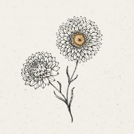 Jora Dahl Helichrysum Braceatum White Strohblume Blumensamen Saatgut, monochrome-home Buxtehude 