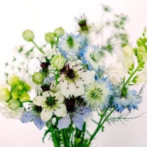 Jora Dahl Nigella Collection Blumensamen, monochrome-home Buxtehude